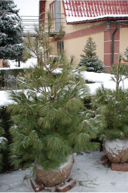 Сосна Веймутова 